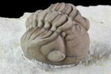 Wide, Enrolled Lochovella (Reedops) Trilobite - Oklahoma #94003-2